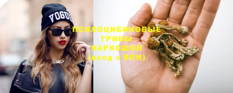 Галлюциногенные грибы Psilocybe  Муром 